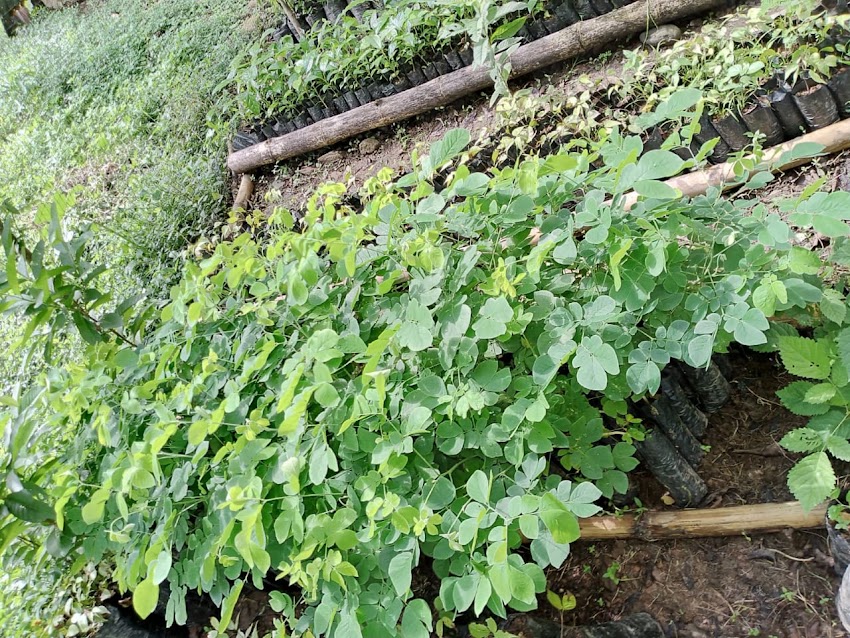 Bosque Nagal – Consultoría Ambiental y Ley 2173