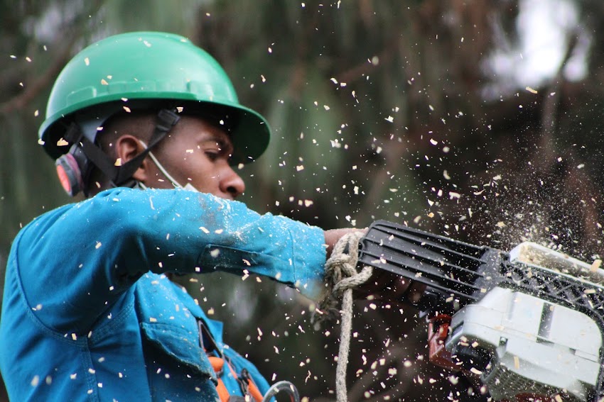 SILVICULTURA AMBIENTAL DE COLOMBIA (AMSILVICOL S.A.S)
