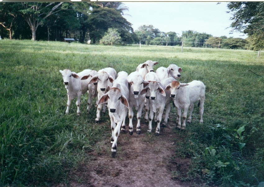 CFA Asesorías Zootécnicas
