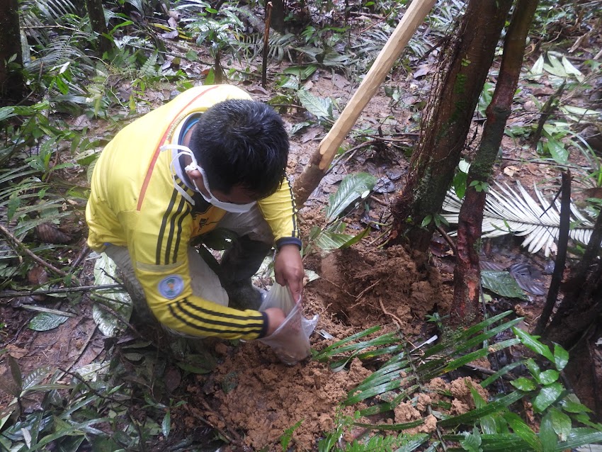 Compañia forestal Colombiana