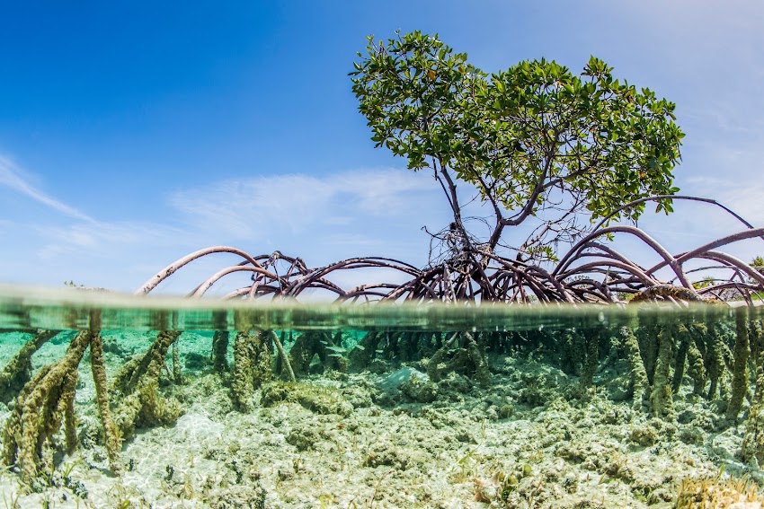 Blue Carbon Reserve