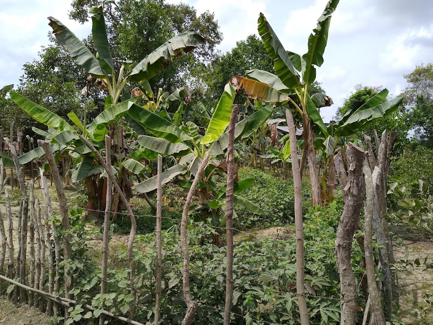 Profesional Agrónomo