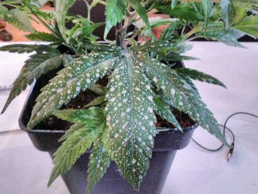 Cannandamida Medical