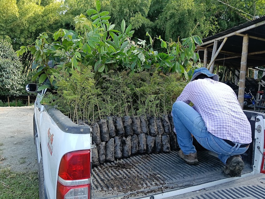 Germinato – Vivero Forestal