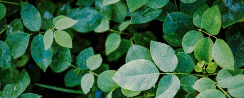 Treeoma
